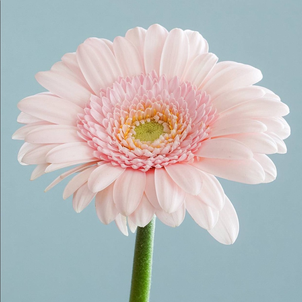 Meet your Posher, Annelise